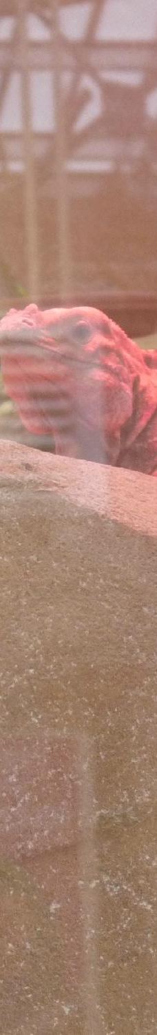 Biotropica, animal gardens-瓦德勒伊