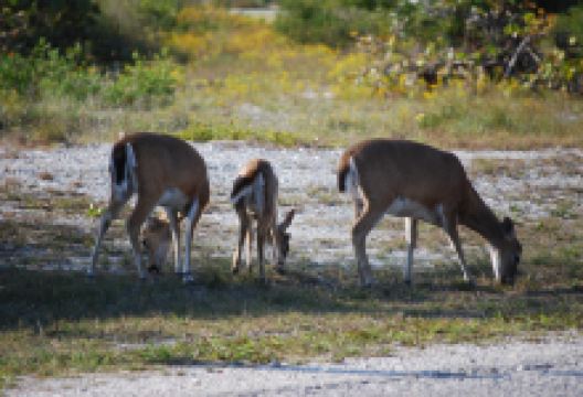 National Key Deer Refuge Nature Center景点图片