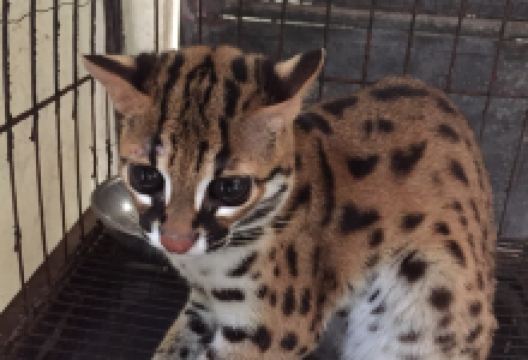 Center for Tropical Studies (CENTROP)景点图片
