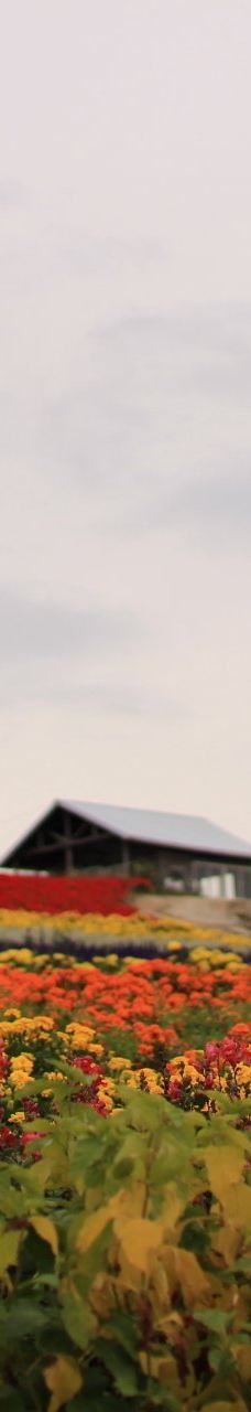 菅野农场-上富良野町