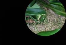 Monteverde Wildlife Refuge景点图片