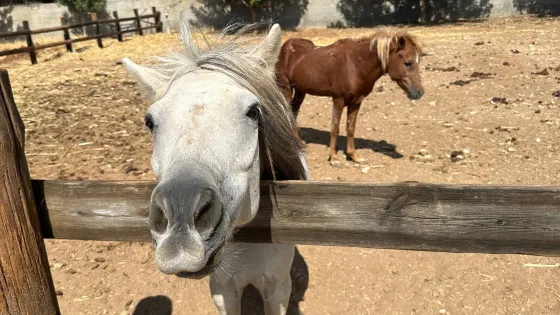 Faethon Miniature Horses Farm