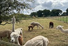 Lucky Tails Alpaca Farm景点图片