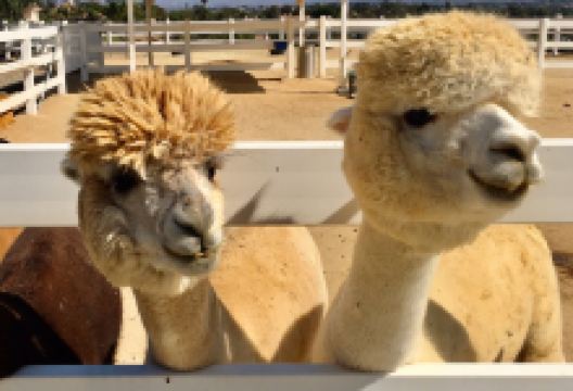 The Alpaca Hacienda景点图片
