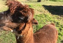 Humming Mountain Alpacas景点图片
