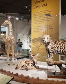 布法罗科学博物馆-布法罗