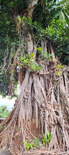 Belvédère du Tahara'a-大溪地