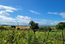Ten Acres Vineyard Campsite景点图片