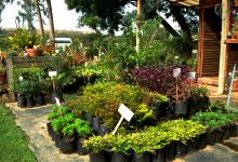 Red Tree Garden Centre购物图片