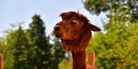 Yamakoshitanesuhara Alpaca Ranch