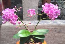 Bugisan Plant Nursery景点图片