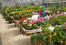 Jpk Potager Et Plantes Fleuries购物图片
