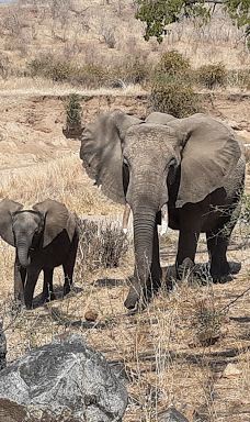 Ruaha National Park INGRESSO-伊林加