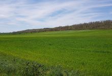 Robledal de Santervás de la Vega景点图片