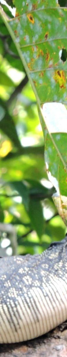 京那巴当岸河-基纳巴唐岸