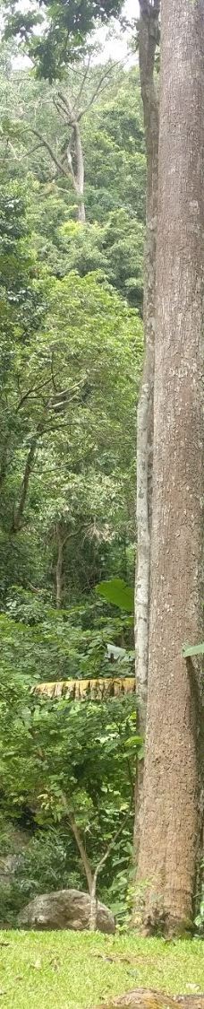 素贴山国家公园-清迈