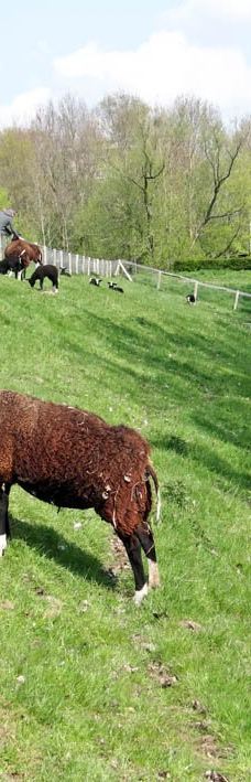 Park De Wezenlanden-兹沃勒