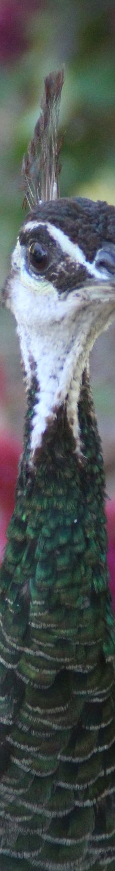 San Anton Gardens-阿塔尔德