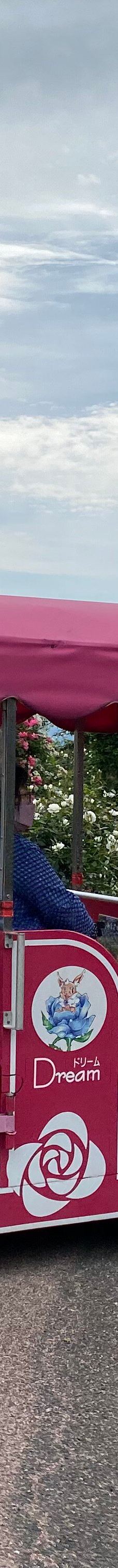 日本最大 鹿屋玫瑰园-鹿屋市