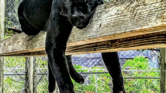 Octagon Wildlife Sanctuary And Rehabilitation Center