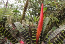 Parque Etnobotanico Omaere景点图片