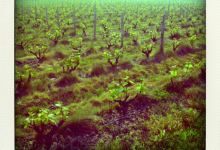 Domaine de l'Entre-Coeurs景点图片