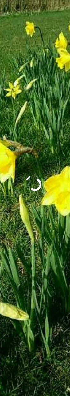 Lac de Creutzwald-柯哲斯瓦尔德拉克鲁瓦