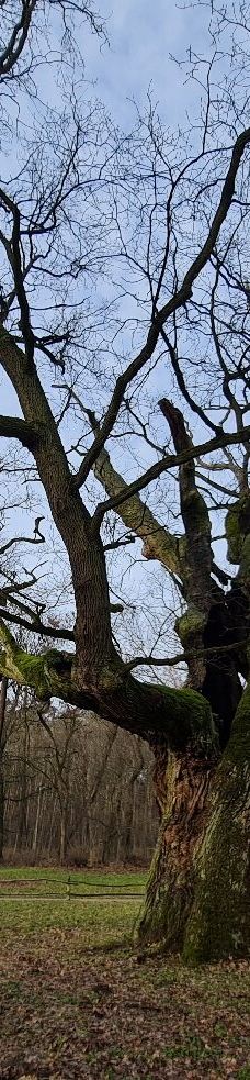 Rogalin Landscape Park-伯灵顿