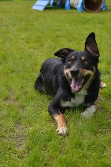 Off Lead Agility-斯特拉班