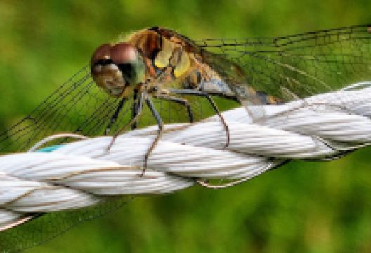 Garnuddens naturreservat景点图片