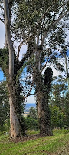 Bimbadeen Lookout-蒙恩维优