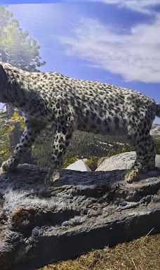 MTA Genel Müdürlüğü Şehit Cuma Dağ Tabiat Tarihi Müzesi-安卡拉