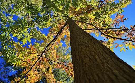 Teaneck Creek Conservancy