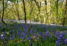 Blue Bell Woods景点图片