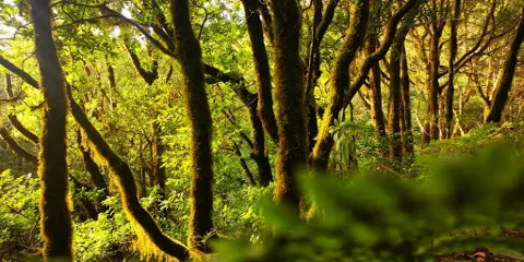Sendero El Bosque Encantado