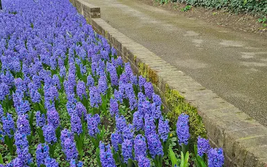 Tring Memorial Garden