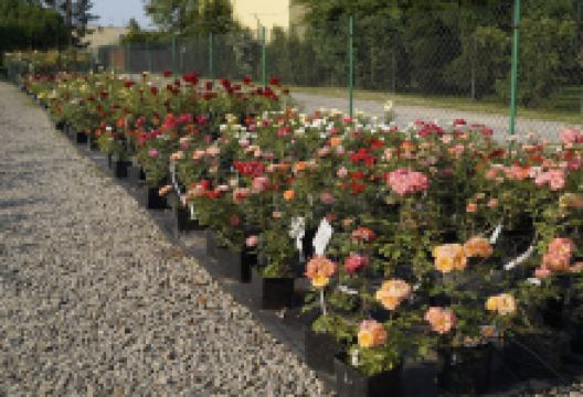 Roses Garden Pszczyna购物图片