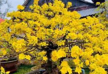 Vườn mai Thanh Tùng景点图片