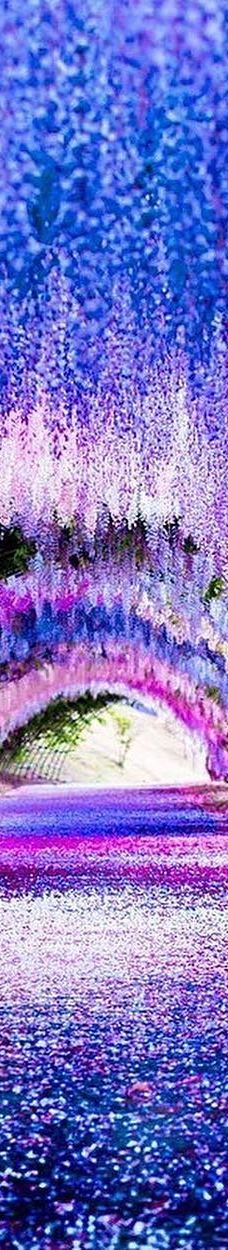 河内藤园-北九州