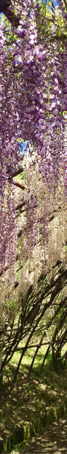 河内藤园-北九州