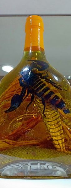 Dong Tam Snake Farm-周城县