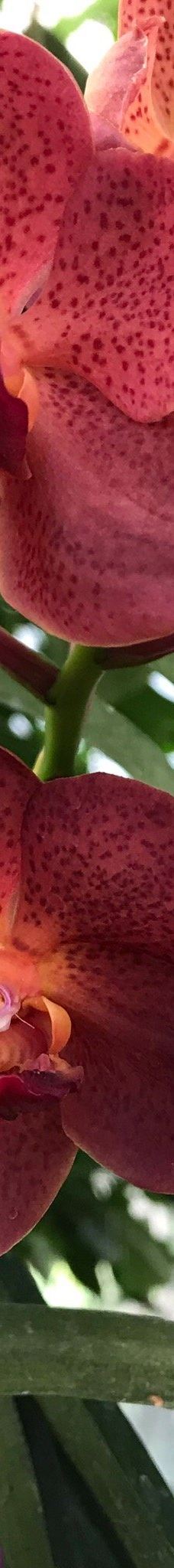 Orquidario de Morelia-莫雷利亚