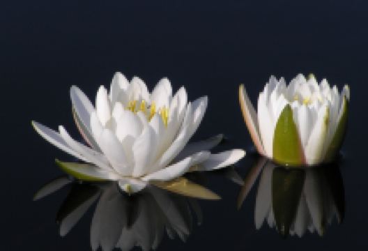 Suwannee Canal Recreation Area景点图片