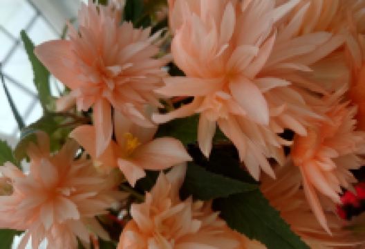 Niklasdams Tradgard购物图片