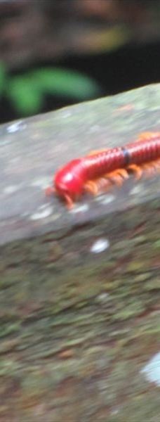 Mulu Skywalk-马鲁迪