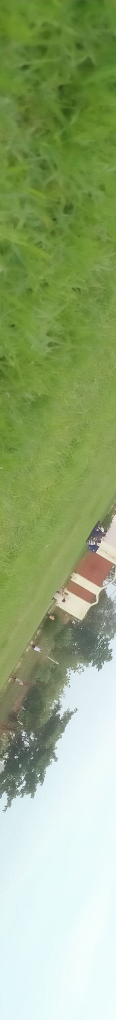 为美里山茶树群-西归浦市