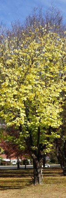 Drummond Apex Lookout-阿米代尔