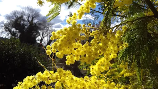 Jardin des Aromes