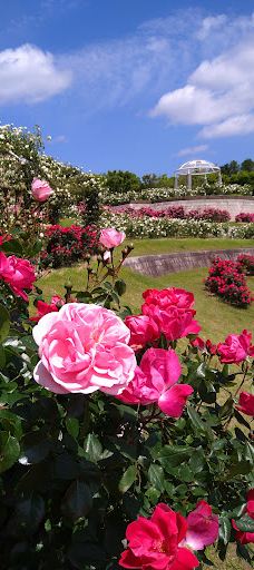 日本最大 鹿屋玫瑰园-鹿屋市