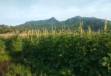 PETANI MUDA SUKSES景点图片